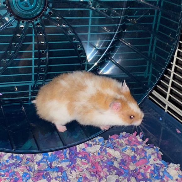 hamster stuff - Picture 4 of 5